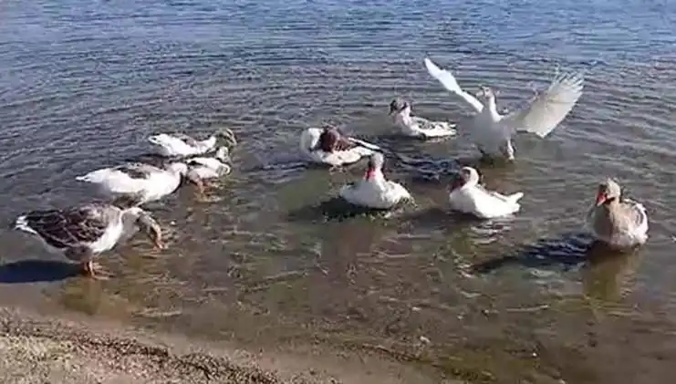 Kazların Denizde Yüzmesi Tartışmalara Neden Oldu, Kümesle Sınırlı Kalacaklar