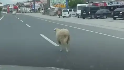 Yalova’da Kurbanlık Hayvan Kaçışı, Trafik Kaosuna Neden Oldu