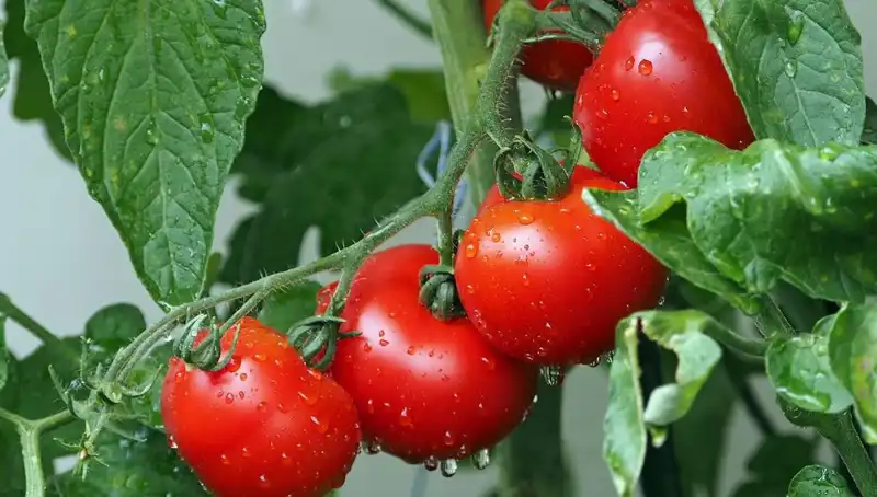 Eski Domateslere Dönüş: Milyonlarca Yıl Önceye Yolculuk