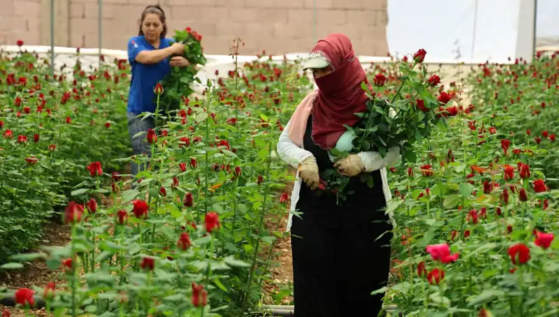 Anneler Günü'nde Gül Üreticileri: Serada 5 TL, İnternette 100 TL