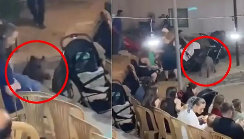 Yaban Domuzunun Düğüne Saldırması, Misafirleri Korkuttu!