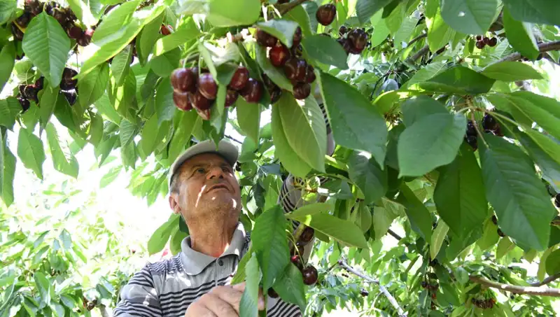 Lapseki’nin Devasa Sürüngeni: Çay Bardağına Sığmayan Canlı