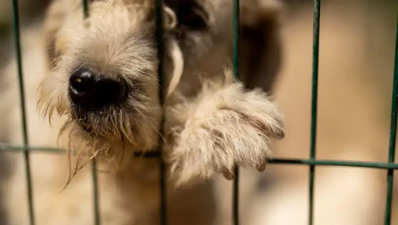 İş Stresi: Günümüzde Köpeklerin Psikolojisi Üzerindeki Etkisi