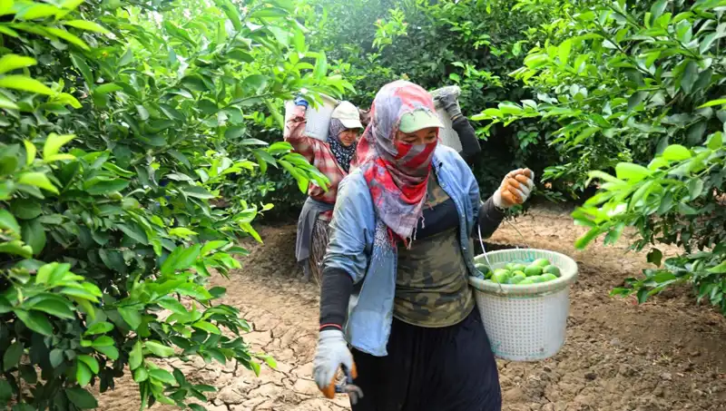 Market Fiyatları Tavan Yaptı: Hasat Dönemiyle Düşüş Bekleniyor