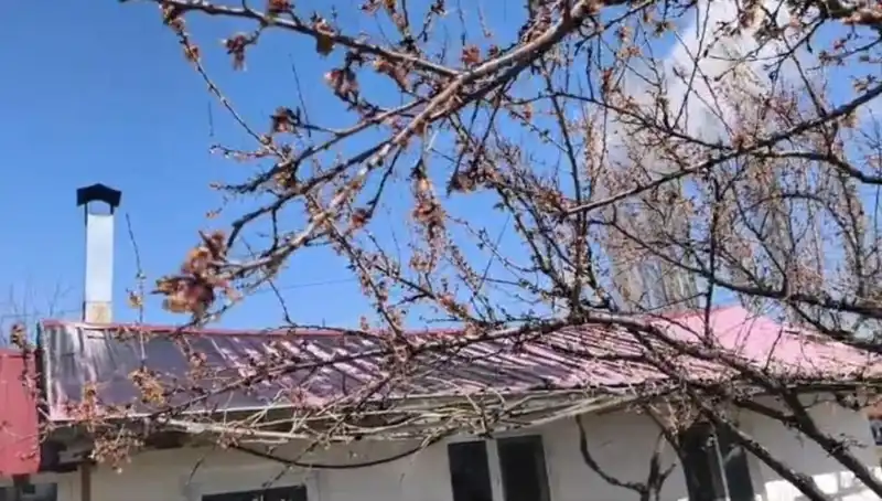 Dondurucu Soğuk Kayısı Üreticilerini Zor Durumda Bıraktı