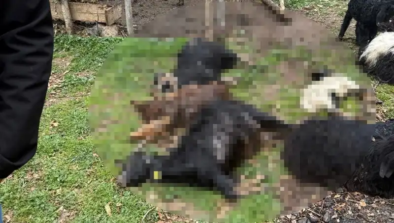 Sahipsiz Köpeklerin İstilası: 18 Keçi Hayatını Kaybetti