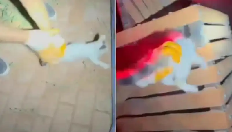 Gece Yarası Kedi Kurtarma Operasyonu: İtfaiye Ekipleri Seferber Oldu