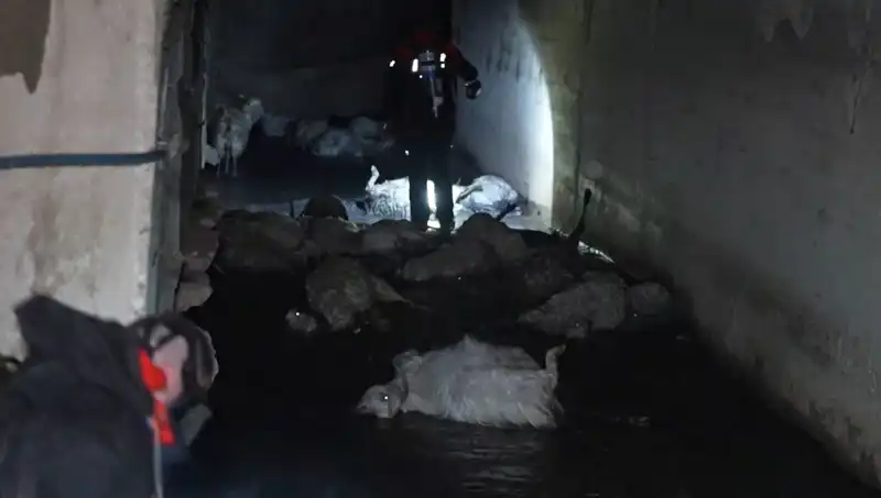 Keskin Koku İle Gelen Felaket: Hayvanlar Telef Oldu!