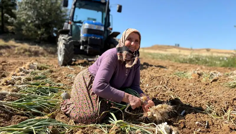 Selenyum Zengini Yerel Ürün: Tarladan Borsa Değerine