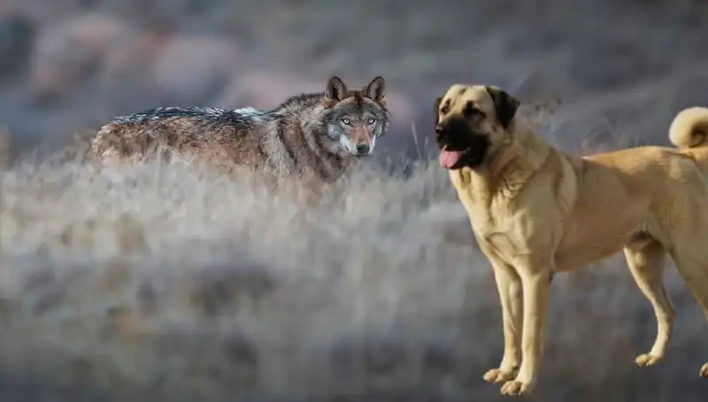 Kangal Köpeğine Talep Artıyor: Kurt Popülasyonundaki Değişiklikler Neleri Getiriyor?