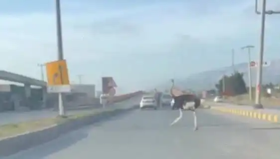 Hatay'da Trajikomik Görüntü: Trafikte Deve Kuşu Görüldü!