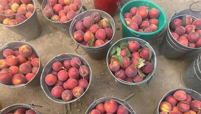 Bu Yıl Pazar Dolu: Çiftçiler Fiyatlardan Neden Memnun?