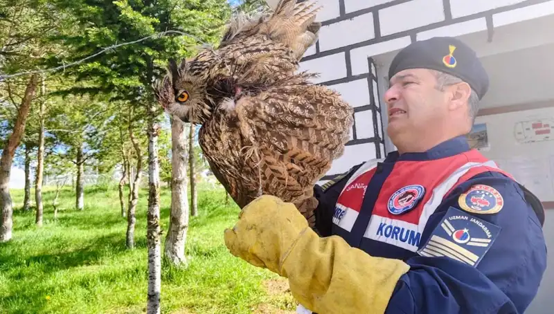 Dikenli Tellere Takılan Puhu: Tedavi Süreci ve Hayata Dönerken Yaşananlar