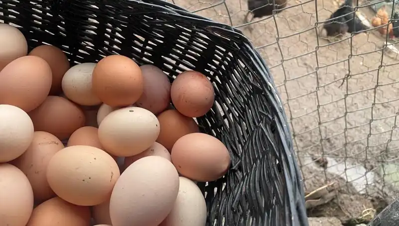 Okullar Açılırken İşte Avokadonun Unutulmaz Faydaları ve Ucuz Protein Kaynağı