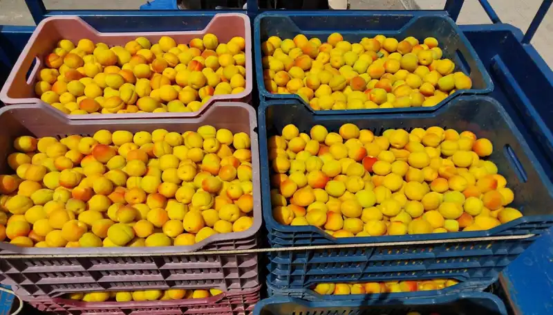İlk Hasat Sevinci: Yeni Ürünler 500 TL'den Satışa Sunuldu