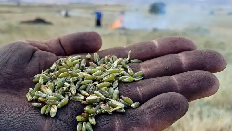 Firik Sezonu Başladı: Lezzeti ve Sağlığıyla Sofraları Şenlendiriyor