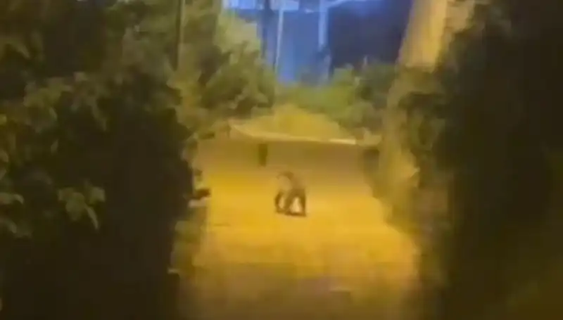 Gümüşhane Merkezinde Ayı Rüzgarı: Şehir Halkı Şaşkın!