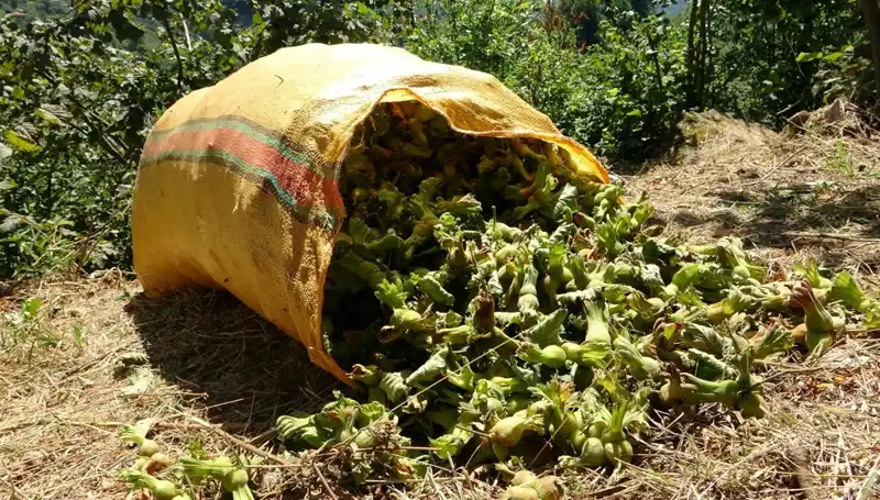 Giresun'da Fındık Hasadı Coşkusu: Verim ve Kalite İle Beklentiler Yükseliyor!