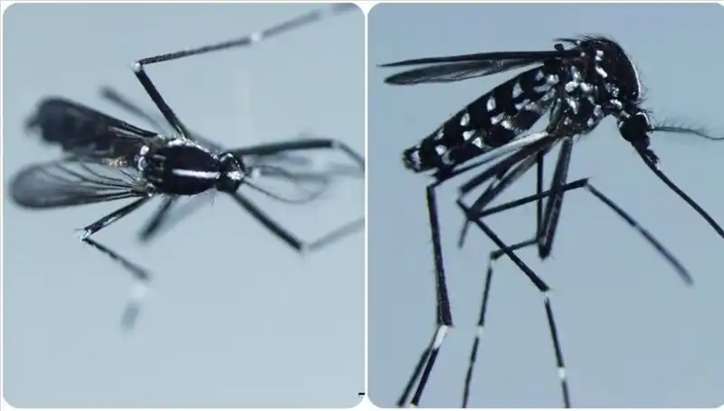 Chikungunya Virüsü Ne Kadar Tehlikeli? Belirtileri ve Yaygın Görüldüğü Ülkeler