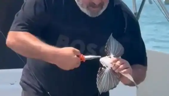 Saros'ta Nadir Görülen Kırlangıç Balığı Oltaya Takıldı: Balıkçıların Şansı!