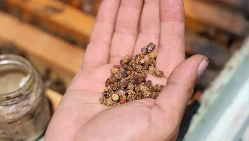Eskiden Çöpe Gidiyordu, Artık 3 Bin TL'den Alıcı Buluyor: Protein Zengini Besin
